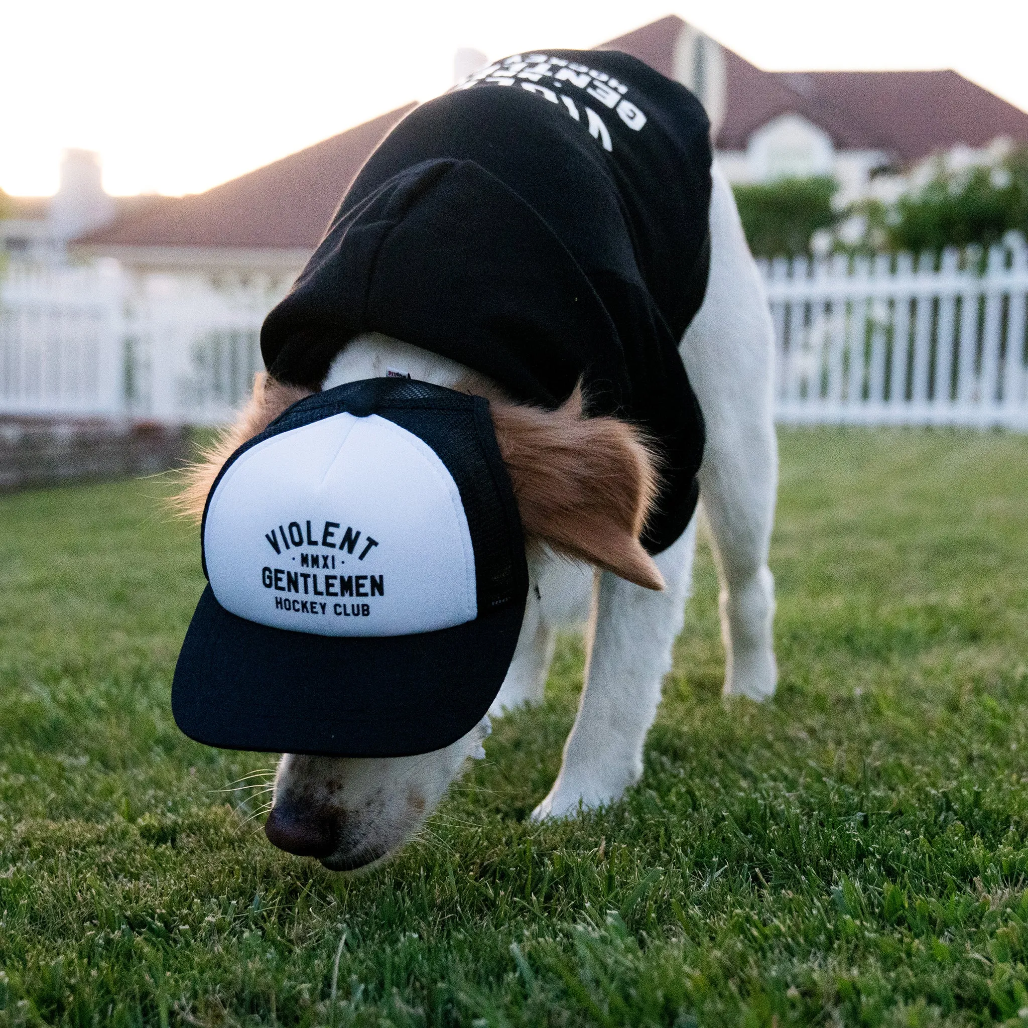 Loyalty Pet Foam Trucker