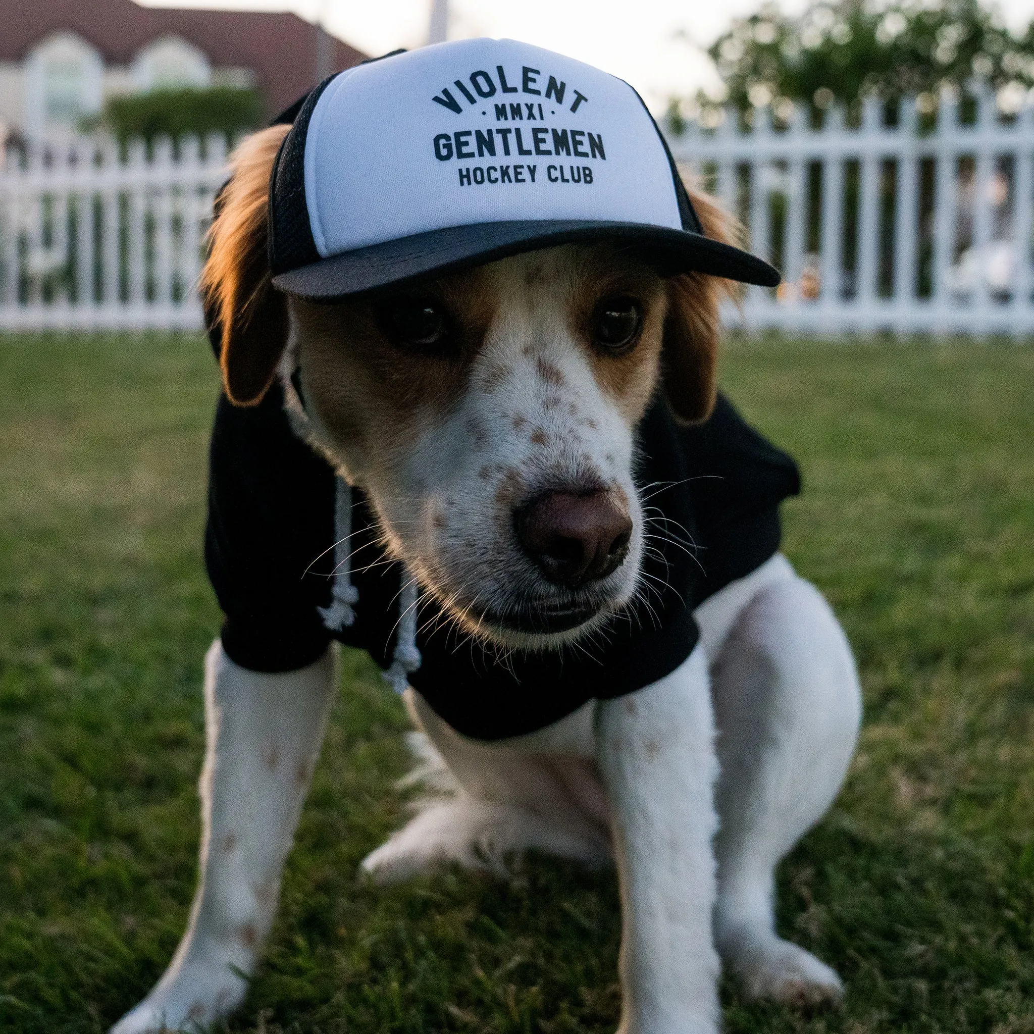 Loyalty Pet Foam Trucker
